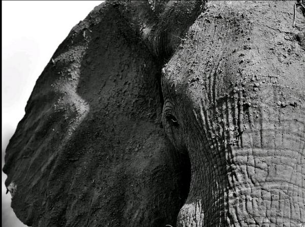 JuaFitz's tweet photo. #WorldElephantDay Humans can learn so much from these Gentle Giants. http://t.co/ekxh7axOgM