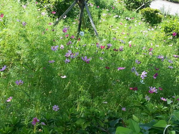 제주도에서 우연히 만난 가을 코스모스! 모야 벌써?하며  돌아서 왔는데 내가 사는 지금 이곳에도 벌써  가을이 오고 있다! 바람이 서늘하다