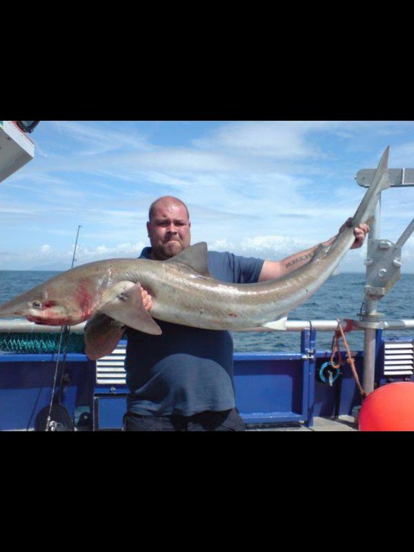 kellysmackerel's tweet photo. This huge tope was caught using my flies, it's not a mackerel but just goes to show they can catch anything http://t.co/SI8v7X9rEY