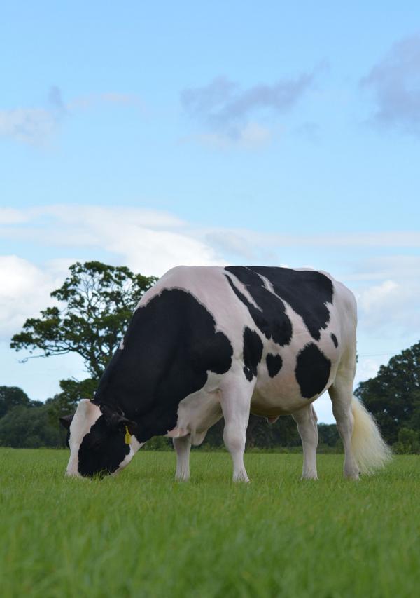 GenusABS's tweet image. Pello-The Profit Bull -the only bull with 850 Kg&apos;s Milk,+6.3 Fertility &amp;amp; 58.7 Kg&apos;s CFP. #profitpower #pello #legend