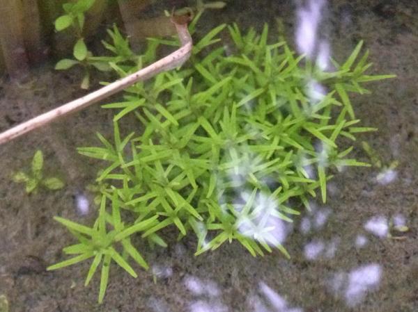 かれっくす 田んぼの水中で育つミズマツバ 愛知県ではそこまで珍しいわけではないけど ミズマツバが出たら他も期待できると考えて 探索スイッチが入る 田んぼでは何度見ても癒される水草だと思ふ Http T Co Wmkbd3djdg Twitter