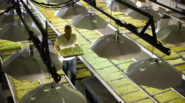 goodeggsnyc's tweet photo. Watch @SkeeterNYC's new video on the small but mighty microgreens grown at @GoodWaterFarms! http://t.co/v51K8zJAYN http://t.co/Fo5yoretPs