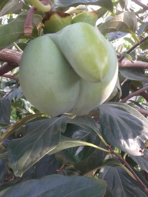 USelected's tweet image. guess what's this??????