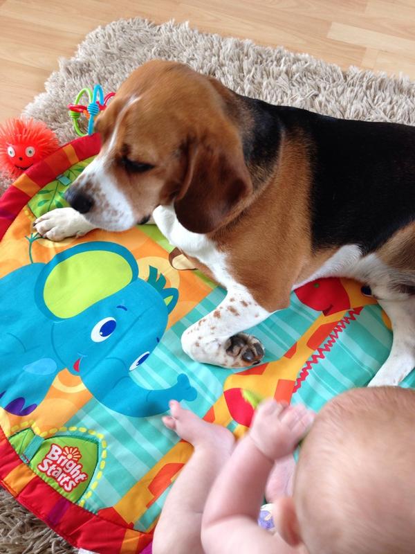 Playmates aren't just for little brothers...beagles too!!!!