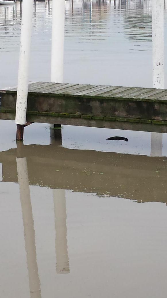 Thecrewsinn's tweet photo. Highest water level in over 20 years http://t.co/fS0ZC6mfxr