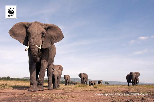 Happy #WorldElephantDay! Here are 7 elephant facts: wwf.to/1q6HlfS