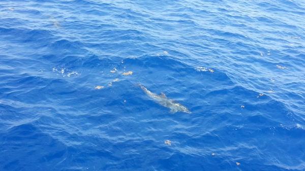 adew24's tweet photo. Dolphins off of the stern of the @EVNautilus!! http://t.co/eTRMxXkgrV
