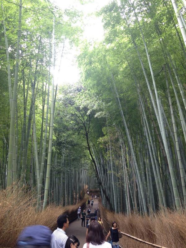 Lalgisi's tweet image. Bamboo Garden in Kyoto #Japan
