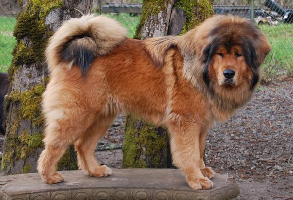 The most expensive dog in the world is the Tibetan Mastiff – Some sell for $2 million.