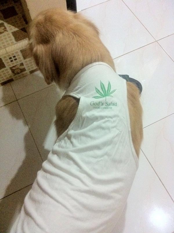 Doggy aja bisa jadi Pejuang senyum Haha @indoganja @philomenaoffice @MarijuanaFour20 @legalisasiganja