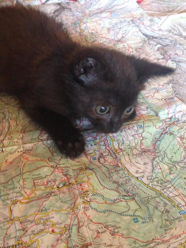 Even the cat thinks the map text is too small. #map cat