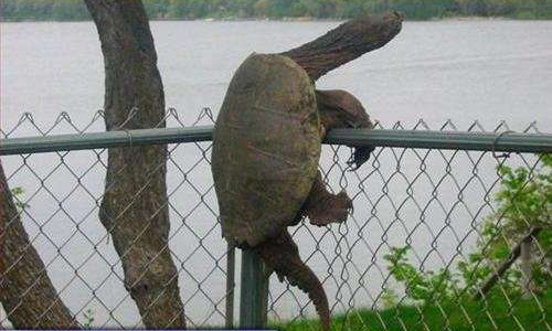 BruceVH's tweet image. No matter how many mistakes  or how slow your progress, you're ahead of everyone who isn't trying. - @chrisweiler