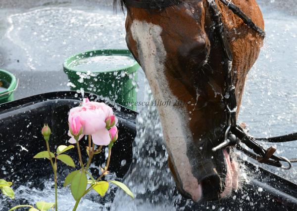 FrancescaJane_x's tweet photo. This was the photo I was telling you about from Uttoxeter @HannahBishop79  #roses http://t.co/WoN6VHYThC