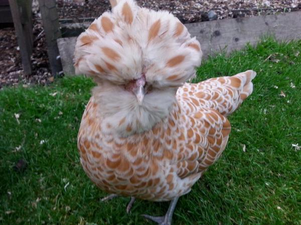 simonpickles's tweet image. @mychickenrun a garden full of Poland loveliness #TOCP #chickenhour