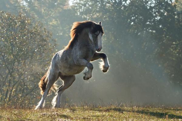 pixelflash's tweet image. Mystic Dusk taken by horse photographer Katarzyna Okrzesik #traditional #cob #breed #beauty #wild #free
