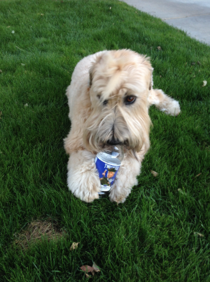 rushrevere's tweet photo. Patriotic dogs! Tom P & Archie, Joey H & Brownie, and Seth R's photo. Amazing! #RushRevere #TwoIfByTea #MadeInUSA http://t.co/sWzNcdZcZD