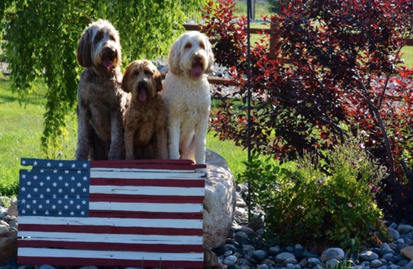 rushrevere's tweet photo. Patriotic dogs! Tom P & Archie, Joey H & Brownie, and Seth R's photo. Amazing! #RushRevere #TwoIfByTea #MadeInUSA http://t.co/sWzNcdZcZD