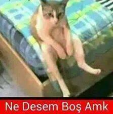 Tam 1 Yavşak (@tam1yavsak) on Twitter photo 