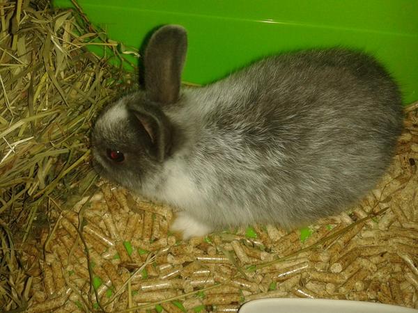 Ya tenemos a chispo en casa