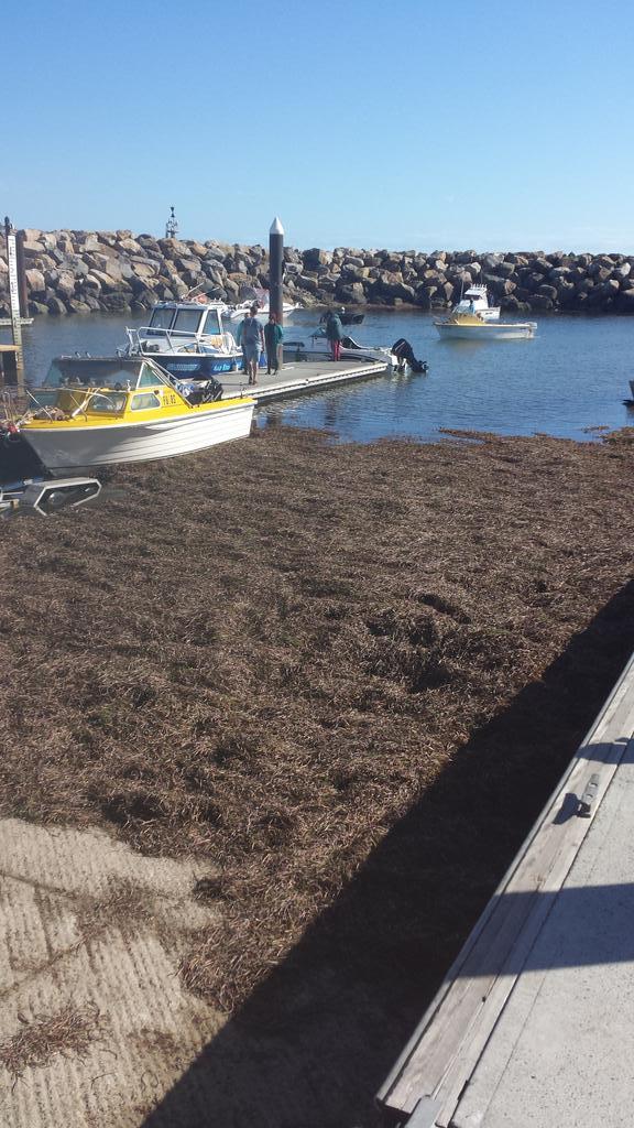 darp1307's tweet photo. @KevCorduroy West Beach boat ramp 2 weeks ago! http://t.co/FyM2iESNEe