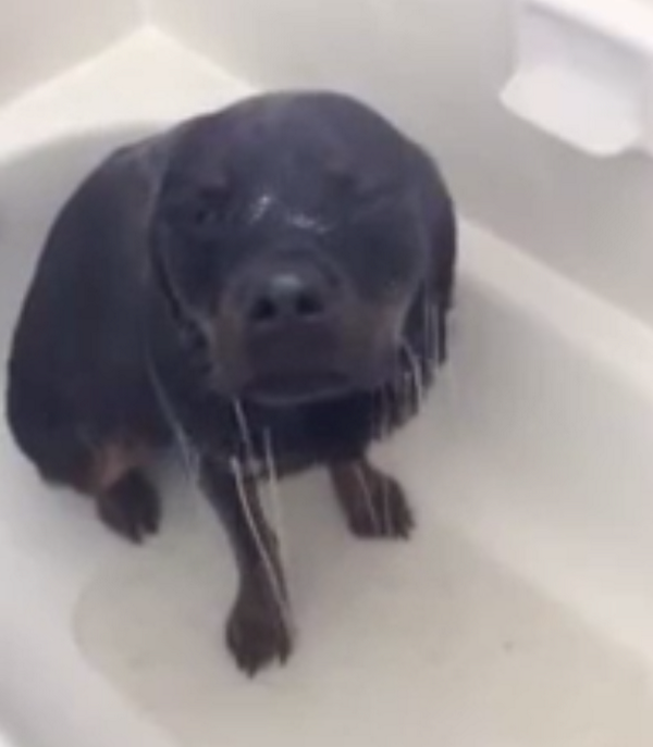 funnyordie's tweet photo. Man, this dog REALLY loves showers. Someone tell her we're in a drought: http://t.co/LaNuDLWRrF http://t.co/rLSeWBMzHA