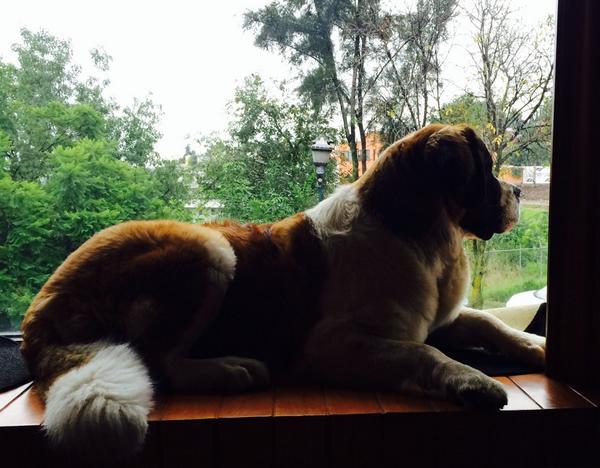 Aquí nomas haciendo guardia en la ventana... Viendo quien pasa...