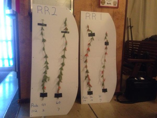 fsa_Tom's tweet image. Plot Day @ #PiattFS RR2Y vs. RR1 Comparison. Total Pods/1&amp;amp;2 Beans Pods. #LostOpportunity