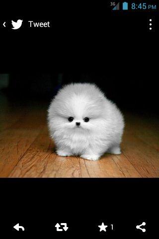 sarajoyoder3397's tweet image. i want one of these so bad i would give up my bed for a night!! &amp;amp; that _is a lot!