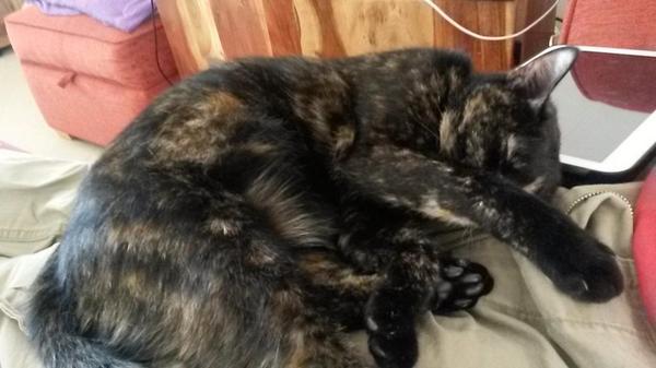 crumbcat1's tweet photo. Today I decided to give my hooman been a treat and use him as a cushion. He's surprisingly comfy. #3hrcatnap http://t.co/Aq6qUrHUeq