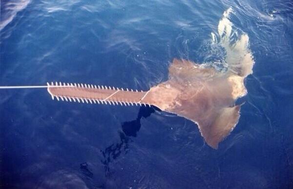 Mojoshark's tweet photo. I was very excited to tag and release this huge #sawfish caught off Georgia on a #shark longline. #AliensSharks http://t.co/4U1MWMtsha