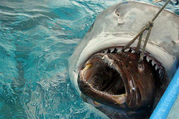 VapeUncle's tweet image. Tiger shark inhaling a grouper #SharkWeek