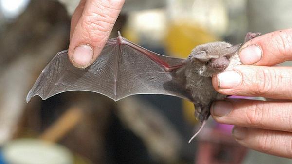 BKnatuurlijk's tweet image. "@SNWA: #Bat wing practice maximises flight efficiency ow.ly/Agpdn @WAParksWildlife #Batcall http://t.co/W0rslmuyQd" @VLEN_NL