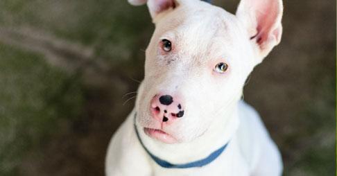 Help/adopt Hurley! MT @RSPCANSW: Born #deaf, scolded for not listening & dumped. That was... rspcansw.org/hurleyshero