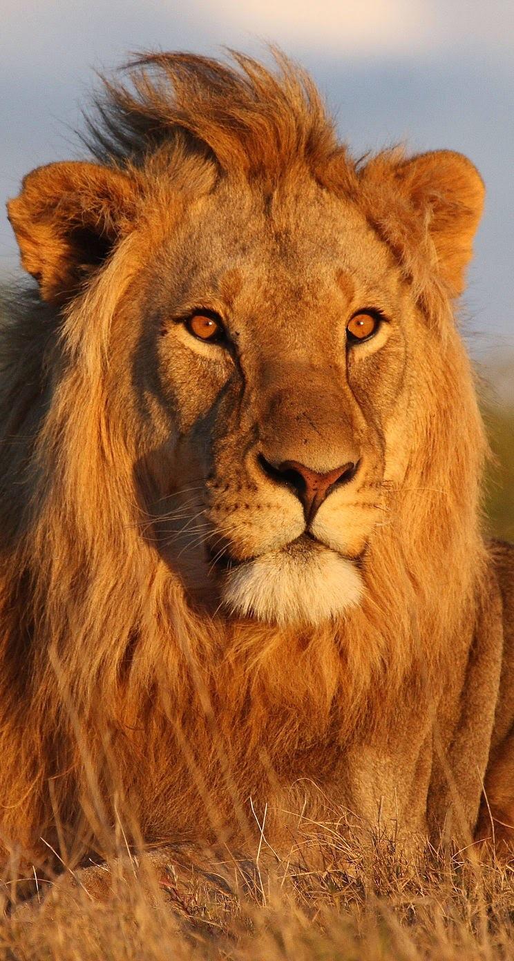 Retina | خلفيات  on X: خلفية للآي فون📱 iPhone Wallpaper 📱 أسد Lion  ايفون ابل iRet1na wallpaper http:t.covMpYXVVzuz  X