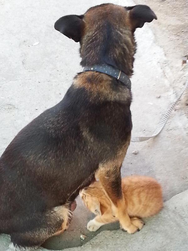 고양이 젖주는 착한 강아지