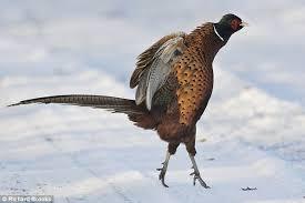 Reverend_Curt's tweet photo. TipToeing in my JAAWWWDDIIIINNNSSS!!!!! @Piccooo6 @Classik_YHE http://t.co/FIApgrrivZ
