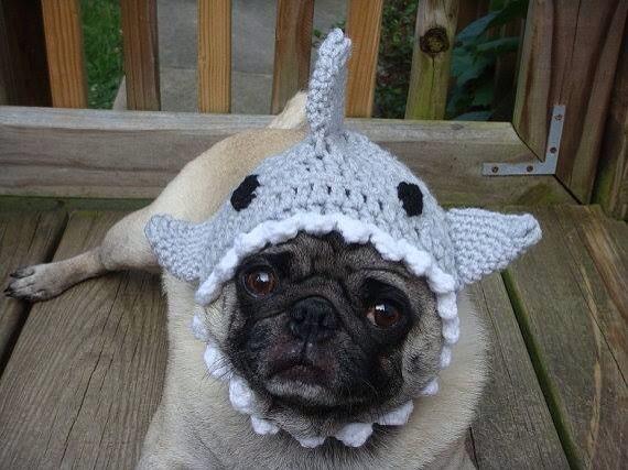 NorthernPug's tweet photo. Just when you thought Shark Week couldn't get any better... #pugshark #SharkWeek  @SharkWeek http://t.co/3IULn8y9Go