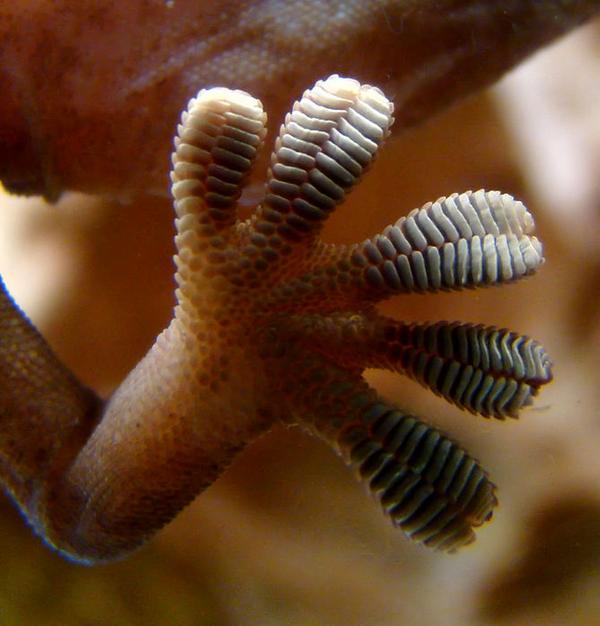 ForbesTech's tweet photo. Gecko's sticky secret: A lot of toe hair http://t.co/ENhkJaFnWJ http://t.co/xPJIbOyQ2s