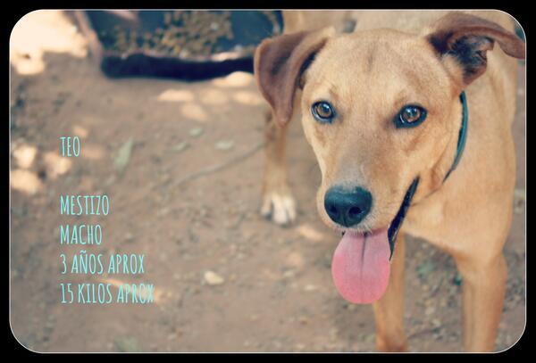 REFUGIOLACANDEL's tweet photo. #TEO es un perrito TAN DULCE Y BUENO qno entendems q NADIE haya ni siquiera preguntado x el!ENAMORATE DE ESTOS OJITOS http://t.co/DgMOk0KgwL