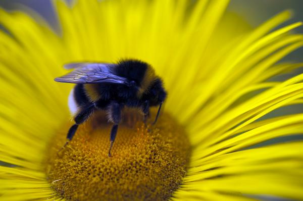 Over 21,000 people have spotted half a million bees since the Great British Bee Count began. Fancy helping out?