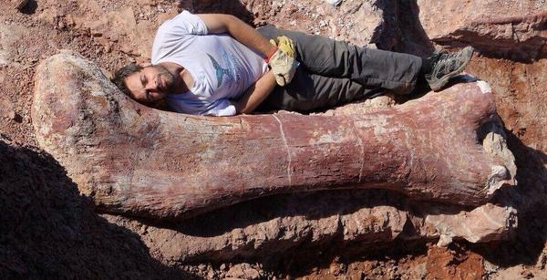 HistoriaDiceQue's tweet photo. Hallan en Argentina los huesos de dinosaurio mas grandes hasta la fecha, podría ser d un titanosaurus de 40m de largo http://t.co/YVqGQLLShr
