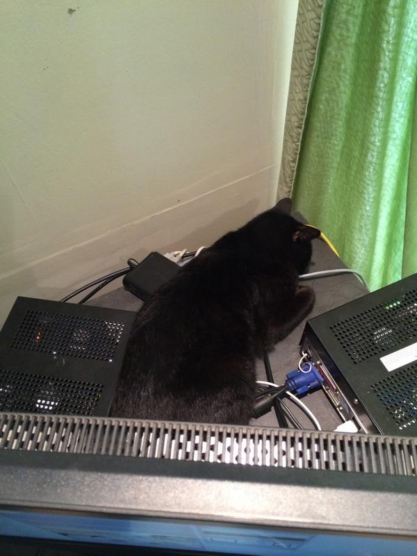 MariusdeBeer's tweet image. Slow network? Check if there is a cat on the router #techsupportproblems