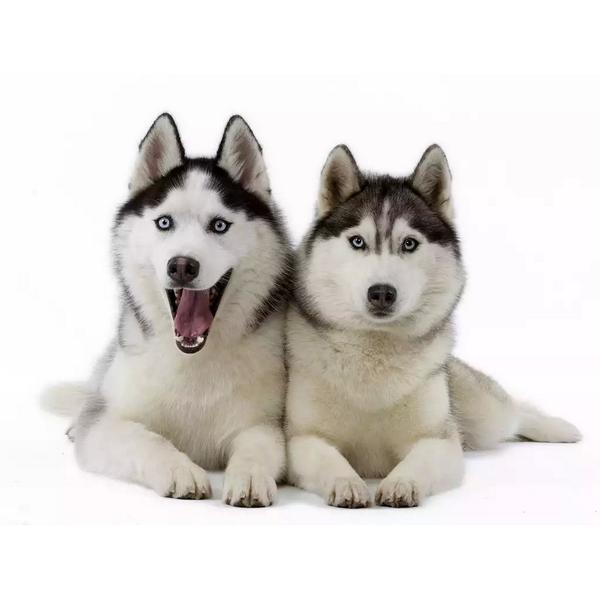 I lebbbbiyuuu Siberian husky dog, so kiuttt, n pluppy.. #nonsenseenglish