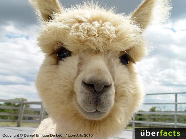 KayB1503's tweet image. “@UberFacts: A baby alpaca is called a "cria." http://t.co/cGkBNhF2jD” @PhippsVicki see, alpacas are jus like camels!!! 🐪😂😂😂