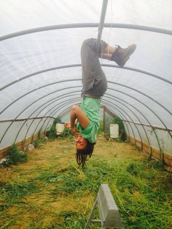 VeritasFarms's tweet photo. Getting ready to till the hoop house for winter greens! http://t.co/BcoOaW6BMc