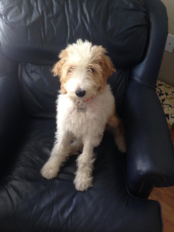 willcmcc's tweet image. Making himself at home in #HoustonTexas