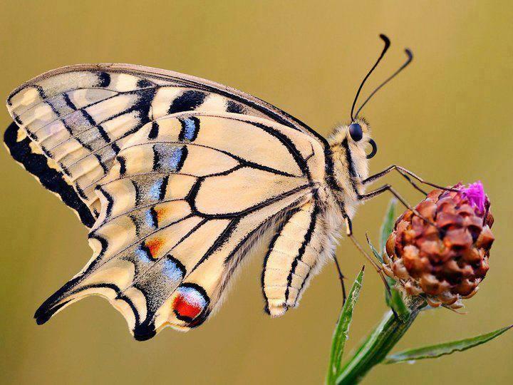 *** LAS MARIPOSAS DEL RINCON DE ENERI *** - Página 17 Bu825P9IIAAnr2H