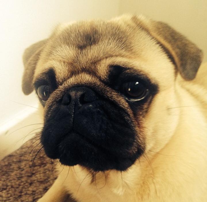 Puga Chan on X: 