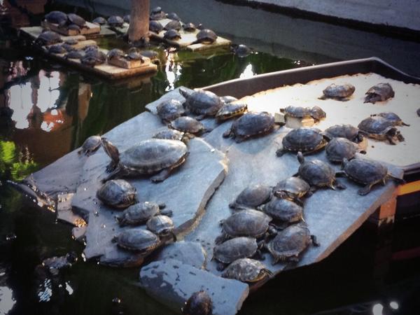 SecretosdeMadri's tweet photo. El día que las tortugas de Atocha se organicen un poco, conquistarán Madrid http://t.co/wrEf7H2CiO