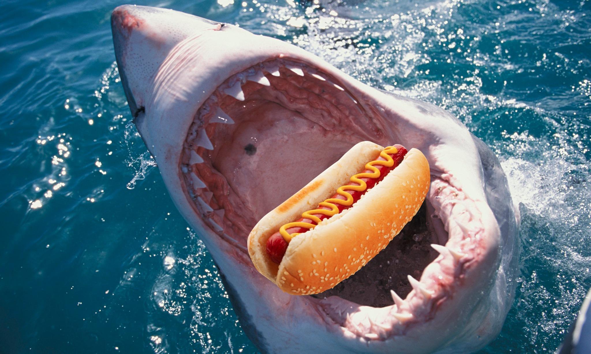 Shark Eating A Cheeseburger Logo